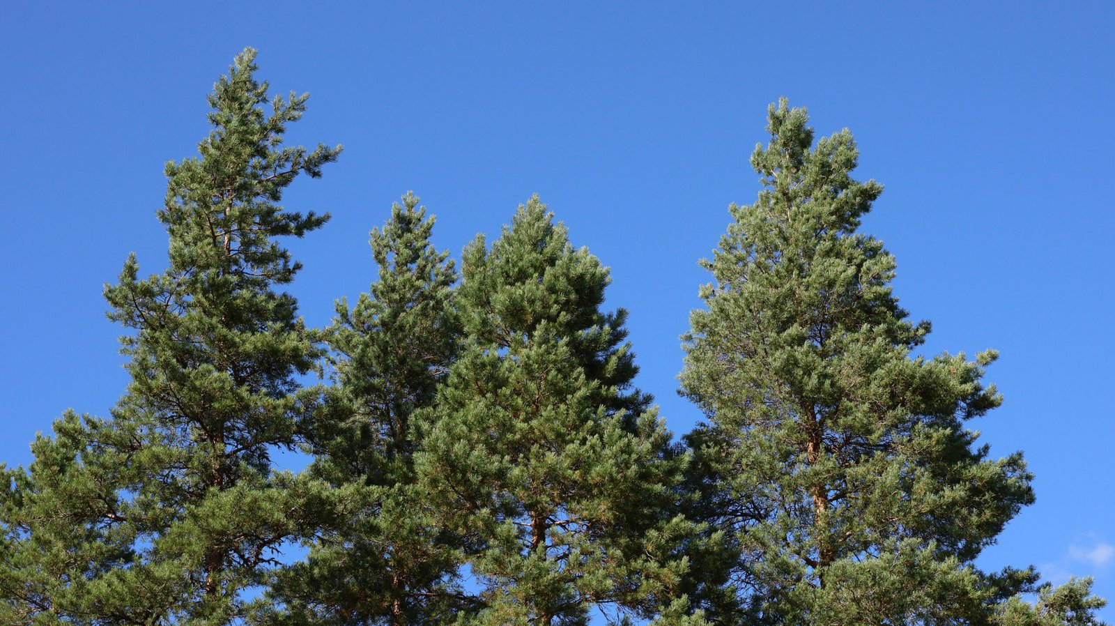 puuston korkeusvaihtelut