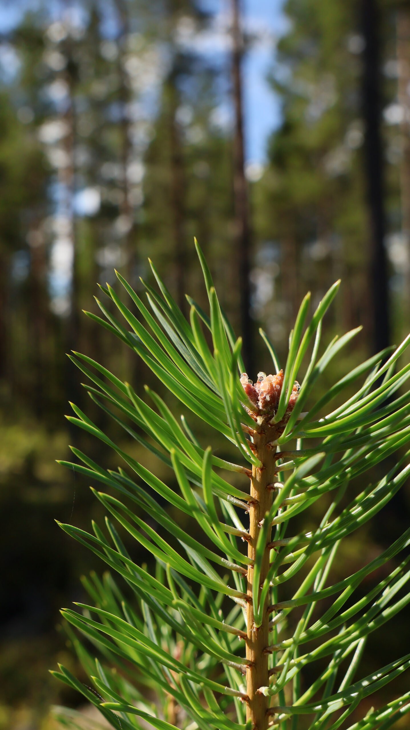 Tarkkuus