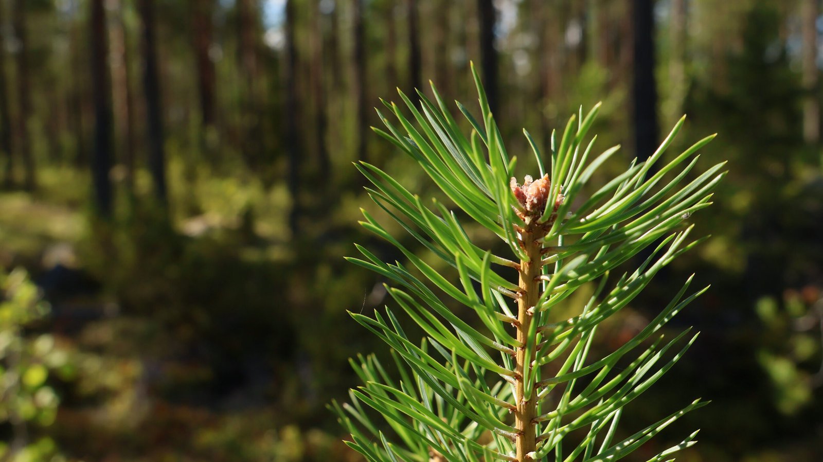 Metsän lannoitus